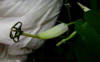 Ceropegia meyeri fl2-t.JPG